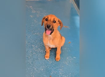 Nesya - sucht ihr Forever Home - bei Dir ?