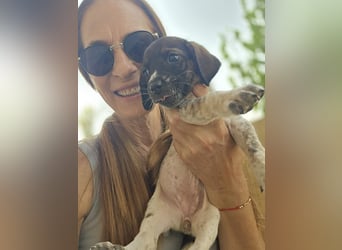 Sabrina, Abenteuer Junghund für Dich ?