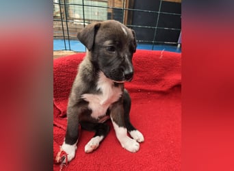 Dana - Welpenmädchen sucht dich - für ihr Foreverhome