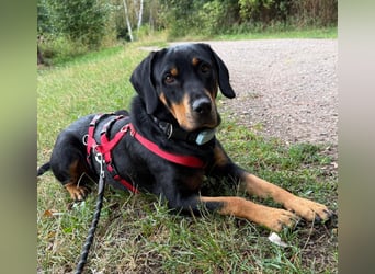 Hera – ein Goldschatz auf vier Pfoten sucht ihre Familie