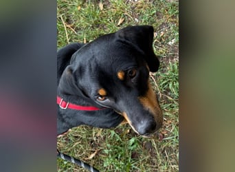 Hera – ein Goldschatz auf vier Pfoten sucht ihre Familie