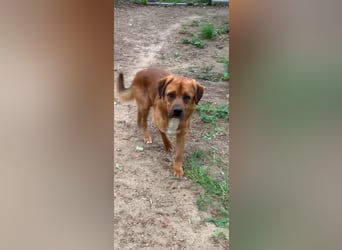 Balou - ist gutmütig