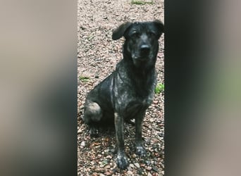 Mirabelle - freundliche Hundedame