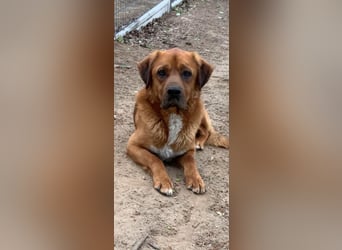 Balou - ist gutmütig