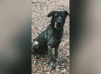 Mirabelle - freundliche Hundedame