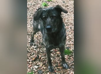 Mirabelle - freundliche Hundedame