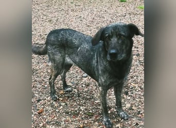 Mirabelle - freundliche Hundedame