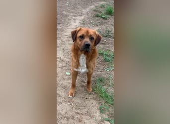 Balou - ist gutmütig