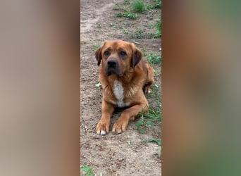 Balou - ist gutmütig