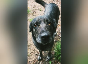 Mirabelle - freundliche Hundedame