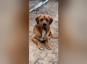 Balou - ist gutmütig