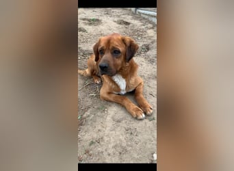 Balou - ist gutmütig