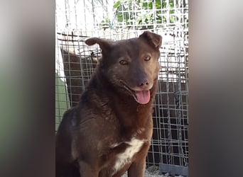 Schüchterner Gordon