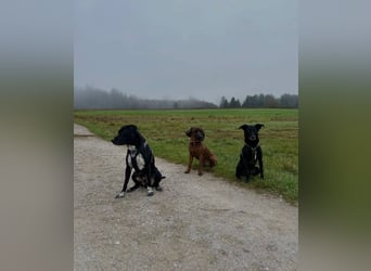 Mika - Traumhund sucht Traumzuhause (wartet in 15806)