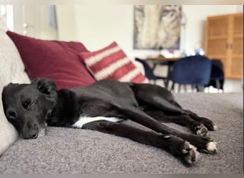 Mika - Traumhund sucht Traumzuhause (wartet in 15806)