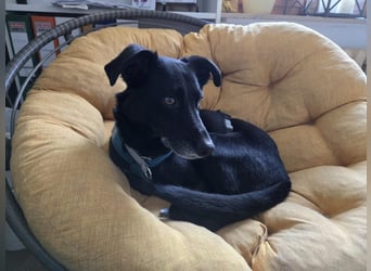 Mika - Traumhund sucht Traumzuhause (wartet in 15806)