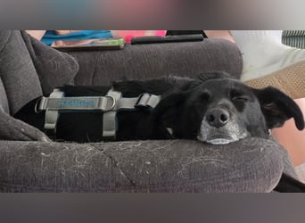 Mika - Traumhund sucht Traumzuhause (wartet in 15806)