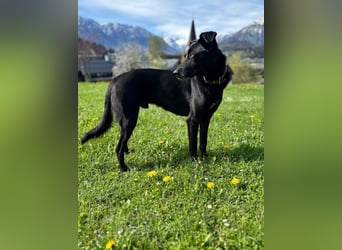 Mika - Traumhund sucht Traumzuhause (wartet in 15806)