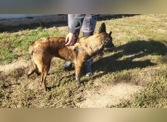 Arya – liebevolle, verschmuste Junghündin sucht ihre Menschen