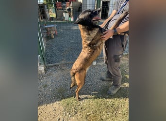 Arya – liebevolle, verschmuste Junghündin sucht ihre Menschen