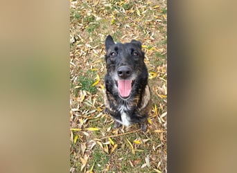 Arya – liebevolle, verschmuste Junghündin sucht ihre Menschen