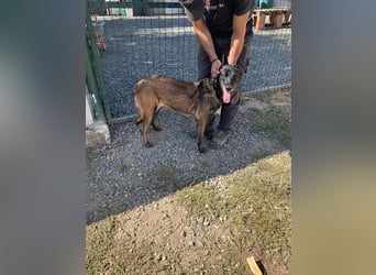 Arya – liebevolle, verschmuste Junghündin sucht ihre Menschen