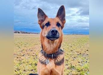 Gwen - ist sehr aktiv&intelligent