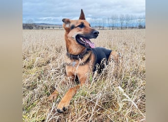 Gwen - ist sehr aktiv&intelligent