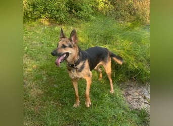 Gwen - ist sehr aktiv&intelligent