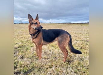 Gwen - ist sehr aktiv&intelligent