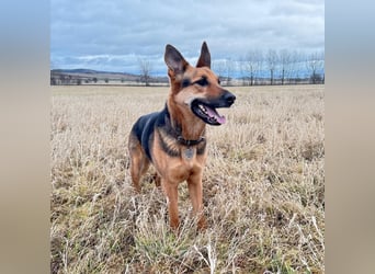 Gwen - ist sehr aktiv&intelligent