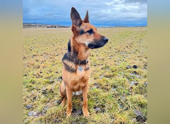 Gwen - ist sehr aktiv&intelligent