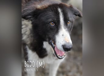 Bodo unser Liebling den keiner möchte