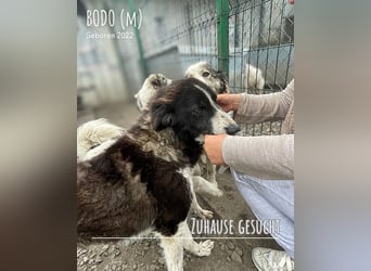 Bodo unser Liebling den keiner möchte