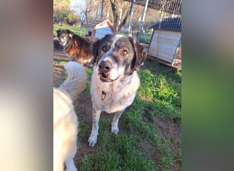 Treuer Hundesenior Tim möchte endlich ankommen