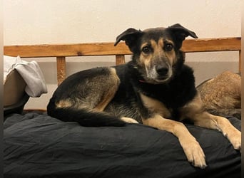 Nala - eine sanfte Hündin, die Schritt für Schritt Vertrauen fasst