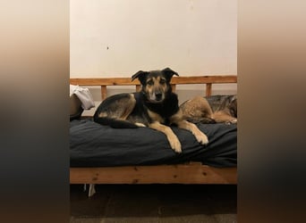 Nala - eine sanfte Hündin, die Schritt für Schritt Vertrauen fasst