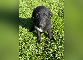 Verspielter Welpenjunge Vino sucht liebevolles Zuhause