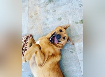 Zeus - tapferer Rüde sucht sein Für-immer-Zuhause