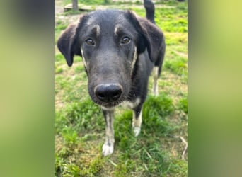 Neugierige Junghündin Millie möchte die Welt entdecken