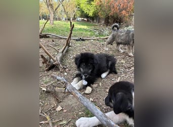 Niedlicher Welpe Nero