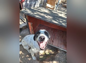 Toller Familienhund Adam sucht seine Familie