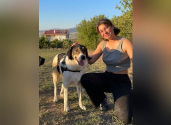Tolle Hündin Piper sucht Für-Immer Zuhause