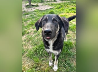 Neugierige Junghündin Millie möchte die Welt entdecken