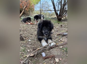 Niedlicher Welpe Nero