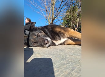 Liebevolle Hunde-Omi Funny