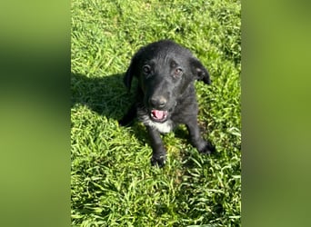 Verspielter Welpenjunge Vino sucht liebevolles Zuhause