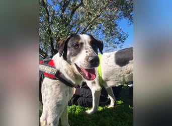 Toller Familienhund Adam sucht seine Familie