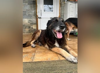 Liebevolle Hunde-Omi Funny