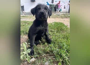 Zuckersüßer Welpe Jiji sucht sein Zuhause